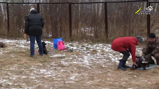 Дрессировка человека, слово и дело, борьба с установкой не подкреплять команду, психология