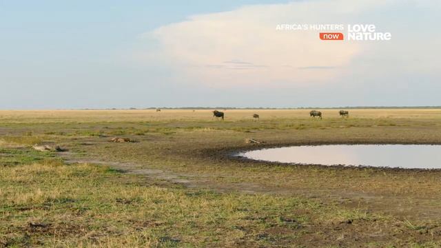 Охотники Африки 6 серия. Бойцы степей смотреть онлайн