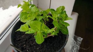 Как зимовать гортензии в горшке