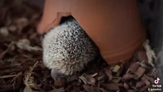 милота