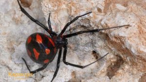 НАСЕКОМЫЕ-УБИЙЦЫ. 10 САМЫХ ОПАСНЫХ НАСЕКОМЫХ В МИРЕ