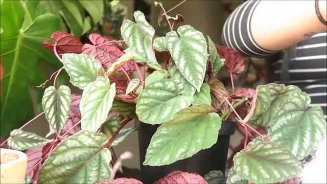 PLANT UNBOXING: CISSUS DISCOLOR | AMAZING FOLIAGE