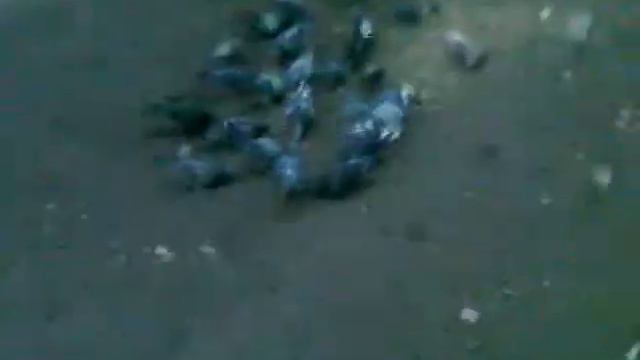 ГОЛУБИ АЛЧЕВСКА)))) смотреть онлайн