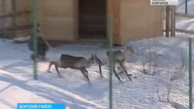 Северный олень спустя 100 лет возвращается в нижегородские леса смотреть онлайн