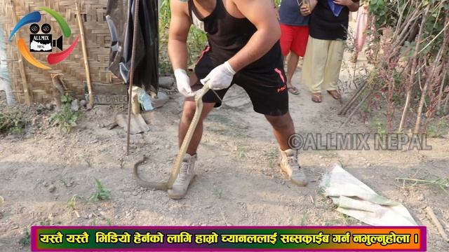 Lockdown-Common Rat Snake Rescue urlabari mangalbare Inside a toilet | ganesh shrestha смотреть онлайн