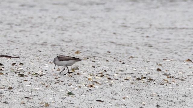 Terek Sandpiper - Xenus cinereus - Terekruiter смотреть онлайн