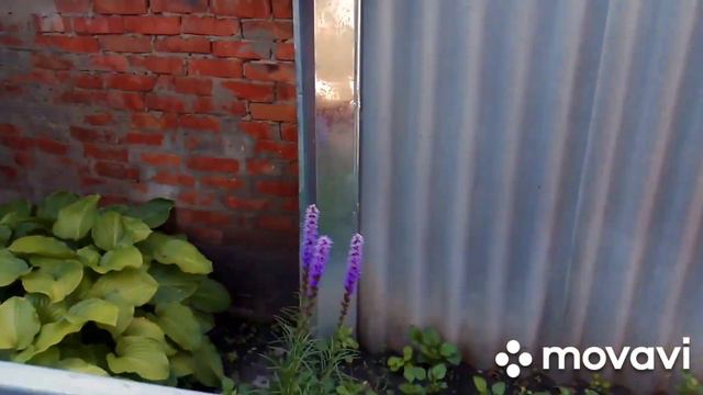 🏃♂️Время покраски забора🏃♀️Урожаем продукта молодости я довольна😉😉😉 смотреть онлайн