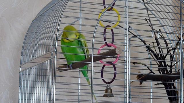 Съемка скрытой камерой//Тайная жизнь домашних животных//Волнистый попугай ПОЕТ И РАЗГОВАРИВАЕТ смотреть онлайн