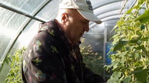 Удобная планировка стандартной теплицы 3х4 м, чертеж