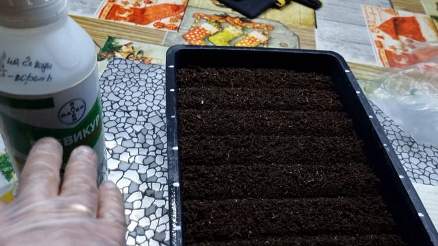 Это Крутая бегония, проверено! Серия Нон Стоп. Сроки посева бегонии клубневой смотреть онлайн