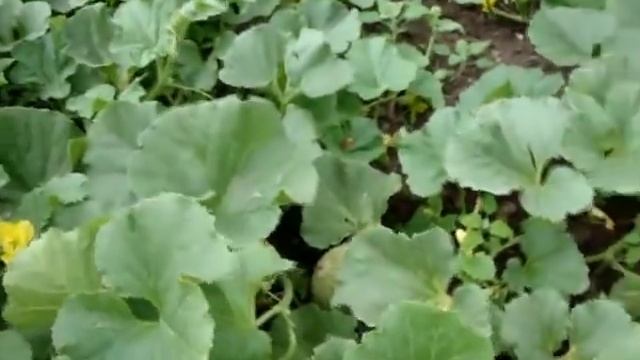 Как ухаживать и повысить урожай дынь смотреть онлайн