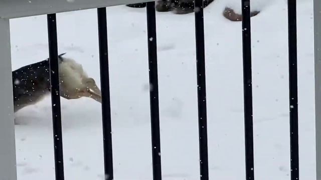 Loki 10 month old Swedish Vallhund смотреть онлайн