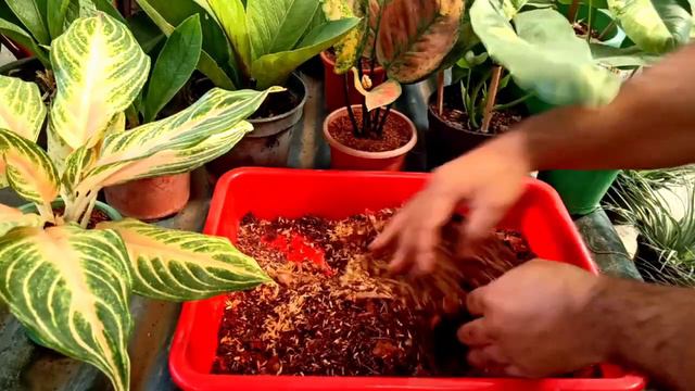Which Potting Mix I Always Use on My Aglaonema II Details about the Ingredients II WA 8240938880 II смотреть онлайн