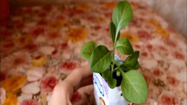 Как правильно прищипывать петунию смотреть онлайн