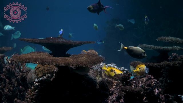 К чему снится акула. Сонник акула, толкование сна смотреть онлайн