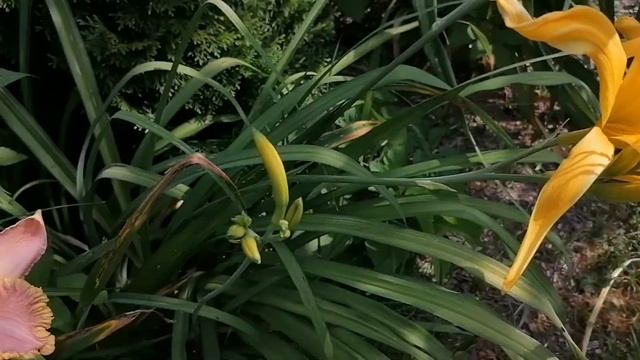 Наши сортовые Лилейники (Hemerocallis) на даче. смотреть онлайн