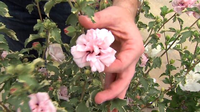 Hardy Hibiscus... AKA Rose of Sharon смотреть онлайн