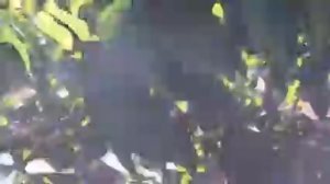 Черешня сорта Лапинз - питомник Маценко