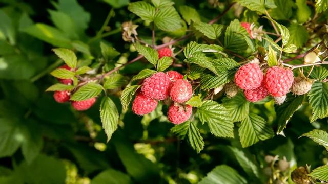 Правильный уход за малиной весной - Proper care of raspberries in the spring смотреть онлайн