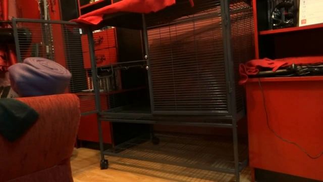 Preparing a place for Critter Nation (new rat cage!) смотреть онлайн