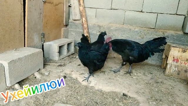 Ухейилюи китайская пародные куры. смотреть онлайн