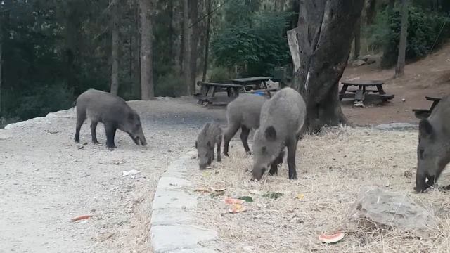 кормлю диких кабанов с руки смотреть онлайн