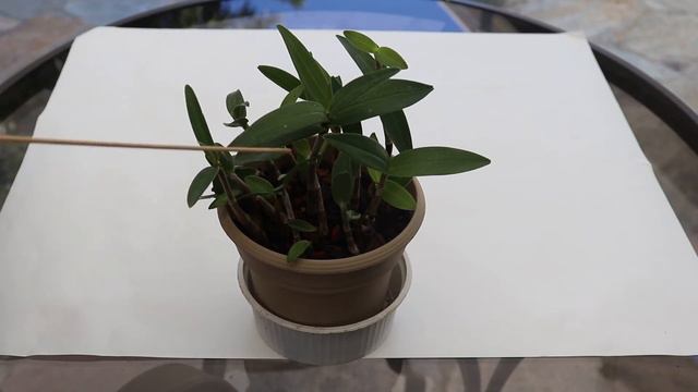 Dendrobium kingianum propagation update смотреть онлайн