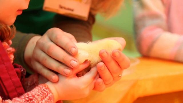 Ручной Зоопарк Смоленск ТРЦ Макси смотреть онлайн