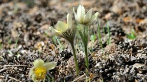 Цветы прострел 2016