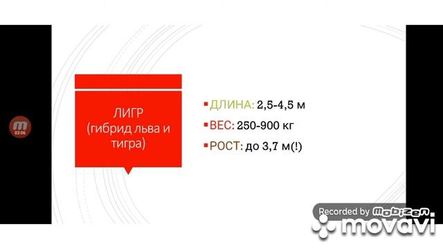 Сравнение размеров некоторых животных(33+1) смотреть онлайн