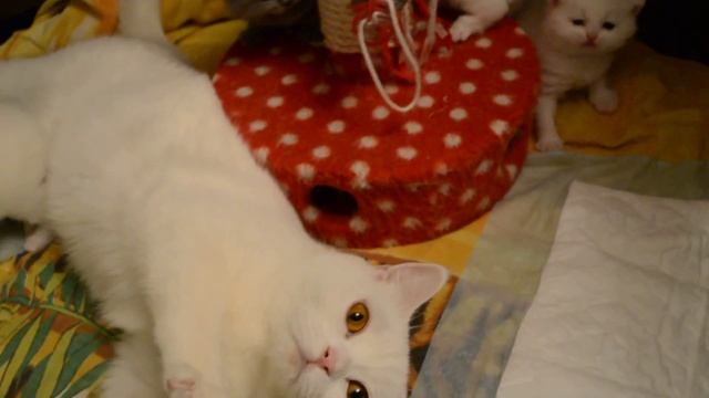 британские котята помет белого и голубого окраса смотреть онлайн