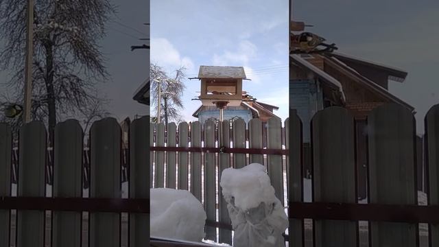 VID 20210112 150018 Домик кафе для синичек в зимний период смотреть онлайн