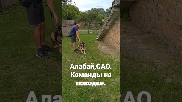 Алабай,САО. Отрабатываем команды на поводке. #алабай #САО #дрессировкасобак #волкодав смотреть онлайн
