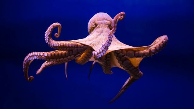 Картинка подводный мир. Осьминог, спрут. Isithombe emhlabeni jikelele wamanzi. Octopus смотреть онлайн