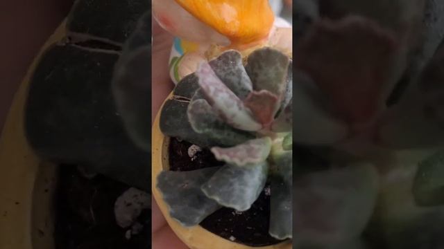 ADROMISCHUS COOPERI, trasplante y cuidados - Sandra Villar смотреть онлайн