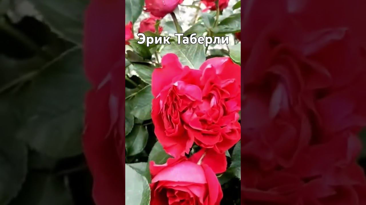 28 июля 2024 г. смотреть онлайн