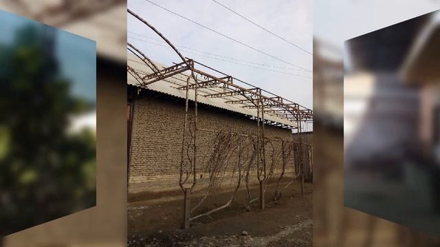 Naves So'rtak Va Toklar Qurish Hizmatlar +99893 699 37 73