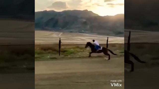 топ-5 самых быстрых лошади смотреть онлайн