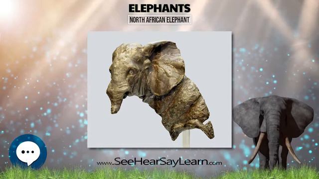 North African elephant 🐘🌴🐘 All Things Elephants 🐘🌴🐘 смотреть онлайн