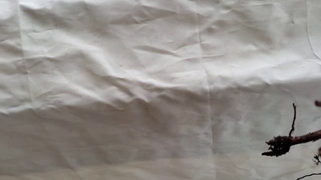 ? Распоковка посылки с саженцаии роз из питомника "Розы- Кубани" смотреть онлайн