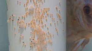 discus. Опять неудача. Вся икра испортилась. Кто виноват?