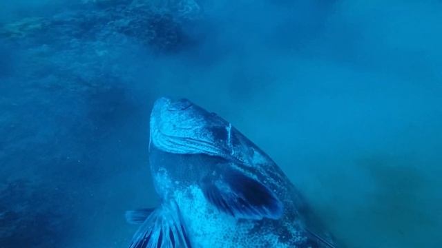 Spearfishing 94 Pound Black Grouper