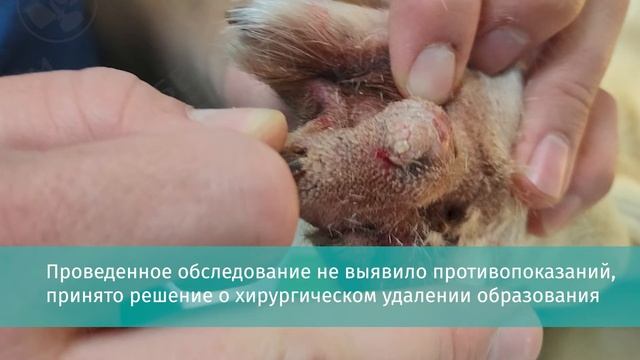 Опухоль пальца у собаки смотреть онлайн