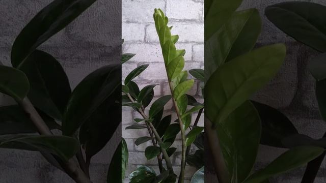 Ура , зацветает декабрист. Растения просыпаются. 13.03.2023.