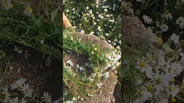 Как плести венок (гнездо) смотреть онлайн