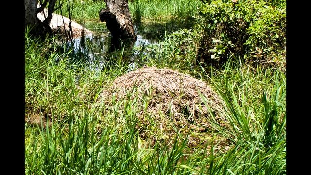 Крокодиловый кайман (Caiman Crocodilus)