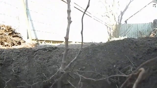 посадка винограда весной черенками || ПОСАДКА ЧЕРЕНКОВ ВИНОГРАДА ВЕСНОЙ #ЧЕРЕНКОВ #ВИНОГРАДА #ВЕСНО