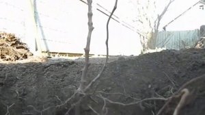 посадка винограда весной черенками || ПОСАДКА ЧЕРЕНКОВ ВИНОГРАДА ВЕСНОЙ #ЧЕРЕНКОВ #ВИНОГРАДА #ВЕСНО