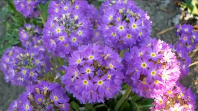 Самые красивые цветы милым женщинам! смотреть онлайн