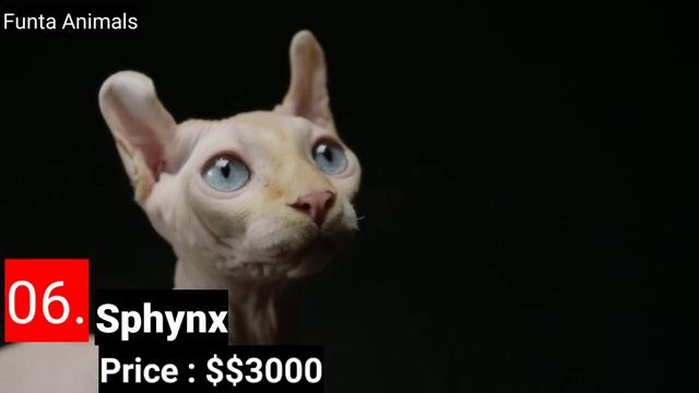 Top 10 expensive cat in the world - cat breeds #mostexpensive смотреть онлайн